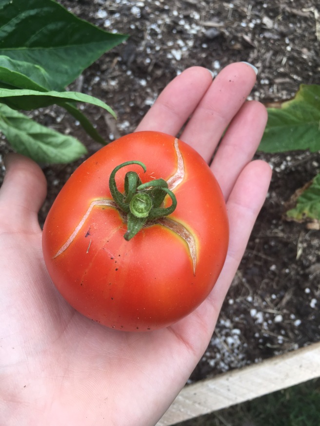 Little Red Tomato